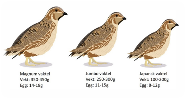 Det finnes 3 størrelser av tamvaktel og eggene varierer mellom 8-18g.

Mategg ligger på rundt 15g.